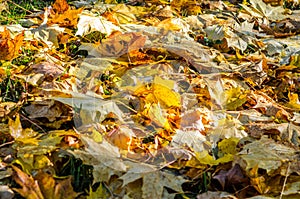 Autumn leaves on grass photo
