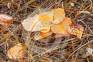 Autumn leaves on grass. forest leaves fall on ground. autumnal background in November or october. Beautiful autumn background