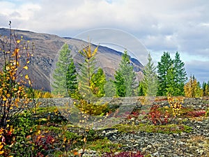 Autumn . The leaves of the grass and the trees turned yell