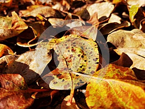 Autumn leaves in great colors.