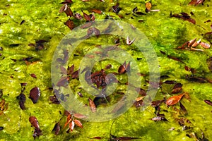 Autumn leaves and green algae background