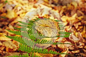 Autumn leaves. Green fern. Autumn forest.