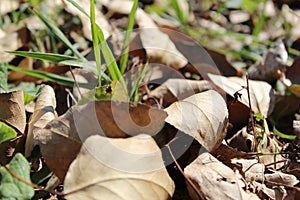 autumn leaves in green grass