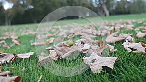 autumn leaves on green grass and the camera moves above them