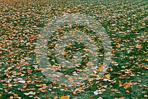 Autumn leaves on green grass. Texture of fallen foliage. Green and yellow colors. Seasonal picturesque background. Landscape