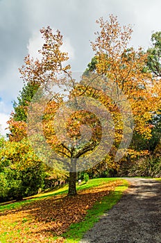 Autumn leaves on the ground