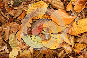 Autumn leaves on the ground in Bencroft Woods in Hertfordshire, UK.