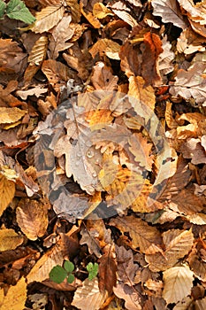 Autumn leaves on the ground in Bencroft Woods in Hertfordshire, UK.