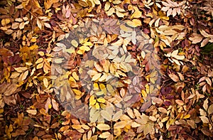 Autumn leaves on the ground/a carpet of leaves