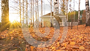 Autumn leaves on ground with defocused park on background. Colorful autumnal leaf closeup with sun. Orange fall leaves