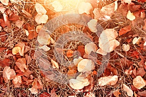 Autumn leaves on the ground. fall wallpaper. toned image.