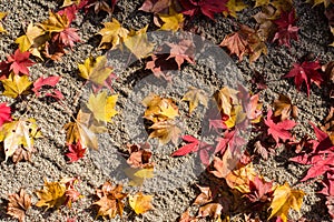 Autumn leaves on the ground