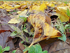 Autumn leaves on the ground. Natural autumn background