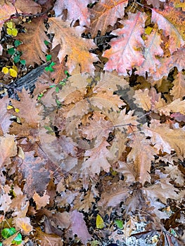 autumn leaves on the ground vertically