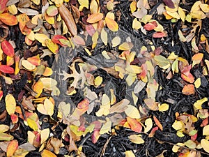 Autumn Leaves on the Ground in Vibrant Fall Colors