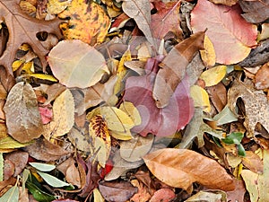 Autumn Leaves on the Ground in Vibrant Fall Colors