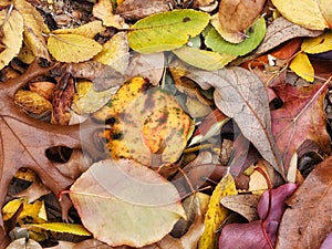 Autumn Leaves on the Ground in Vibrant Fall Colors