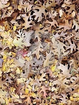 Autumn Leaves on the Ground in Vibrant Fall Colors