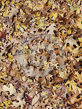 Autumn Leaves on the Ground in Vibrant Fall Colors