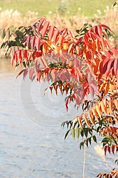Autumn leaves growing against the river surface
