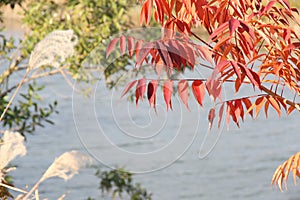 Autumn leaves growing against the river surface