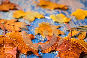 Autumn leaves on the grunge wooden cyan desk