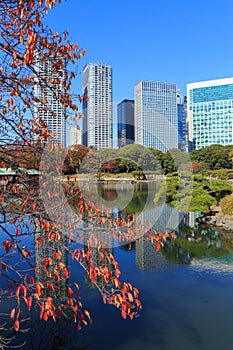 Autumn leaves in Hamarikyu Gardens, Tokyo