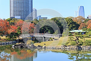 Autumn leaves in Hamarikyu Gardens, Tokyo