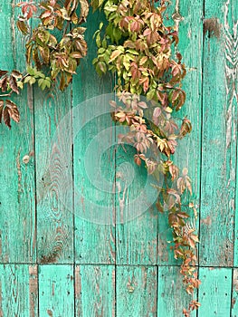 Autumn leaves hang over a green village fence