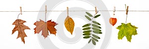 autumn leaves hanging on clothespins on a rope isolated on white background,