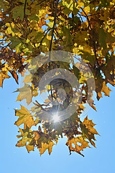 Autumn leaves hanging on tree branch with sky and sun beams