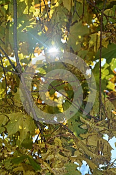 Autumn leaves hanging on tree branch with sky and sun beams