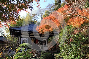 Autumn leaves in Hasedera