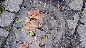 Autumn leaves that have fallen into a puddle from the rain. autumn city landscape.