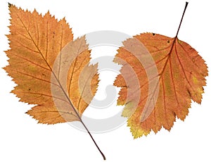 Autumn leaves of Hawthorn on lightbox