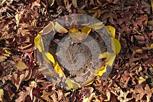 Autumn leaves in heart shape in natural yellow red orange color on ground.