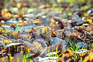 Autumn leaves with hoar in november morning