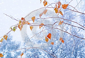 Autumn leaves in a hoarfrost. Autumn frosts. Autumn frozen leave