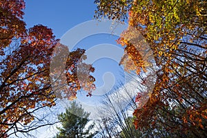 Autumn leaves, IBM Glen, Endwell, NY
