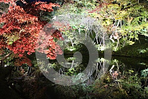 Autumn leaves and illumination in Kodaiji temple, Kyoto, Japan