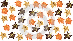 Autumn leaves illustration on white background