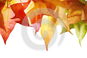 Autumn leaves isolated