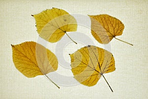 Autumn leaves isolated on a canvas