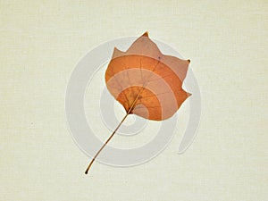 Autumn leaves isolated on a canvas