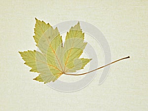 Autumn leaves isolated on a canvas photo