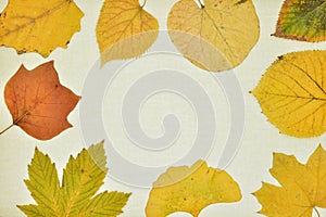 Autumn leaves isolated on a canvas photo