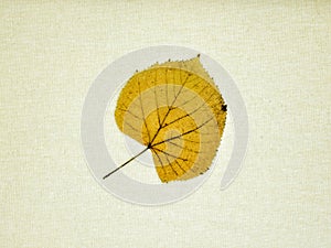 Autumn leaves isolated on a canvas photo