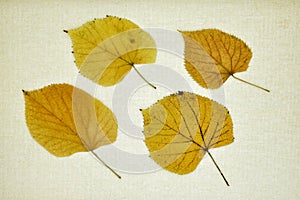 Autumn leaves isolated on a canvas photo