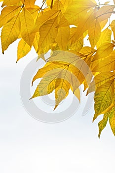 Autumn leaves isolated over whte background