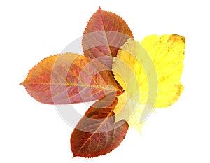 Autumn leaves, isolated on a white background